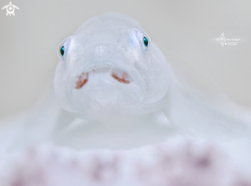 A White Goby