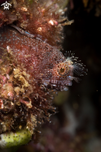 A Acanthemblemaria crokeri | Tube blenny