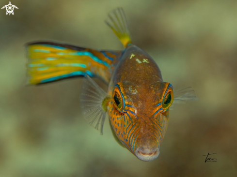 A Canthigaster rostrata | Sharpnose Puffer