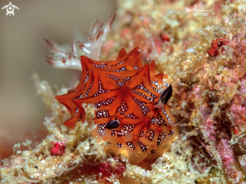 A Halgerda indotessellata Tibiriçá, Pola & Cervera, 2018  | Halgerda Nudibranch