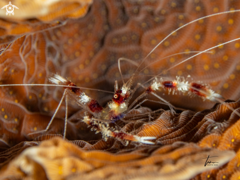 A Banded Coral Shrimp