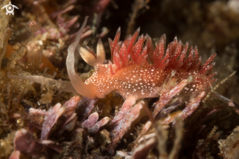 A Pink Telja nudibranch