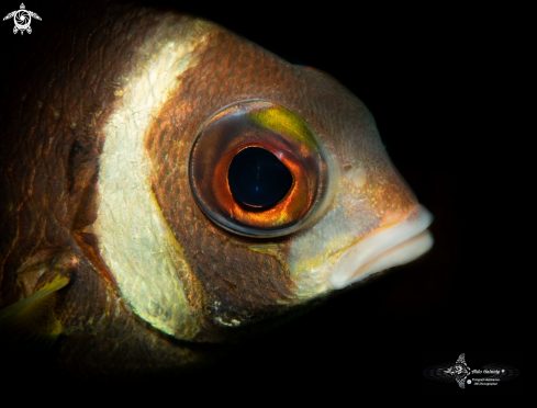 A Whitecheek Monocle Bream