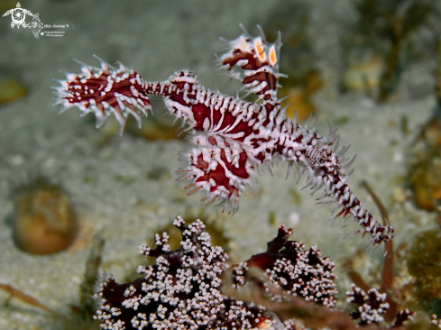 A Ornate Ghost Pipe Fish