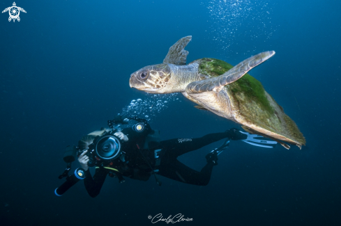 A Lepidochelys olivacea | Olive Ridley Turtle