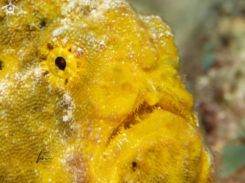 A Antennarius multiocellatus | Frogfish