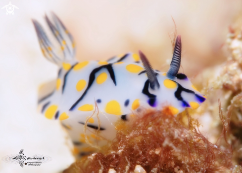 A Hypselodoris Nudibranch