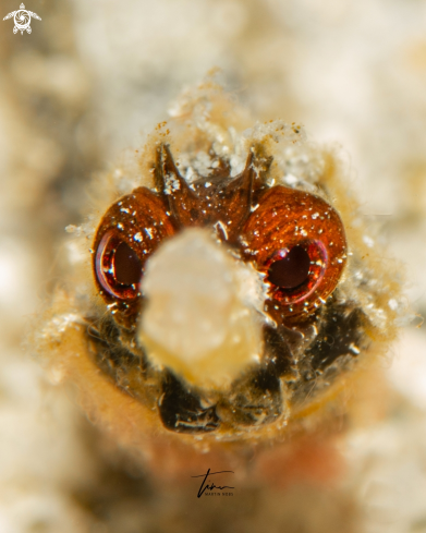 A Whitenose Pipefish