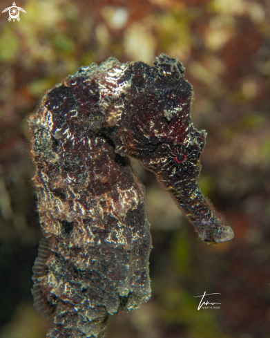 A Hippocampus reidi | Seahorse