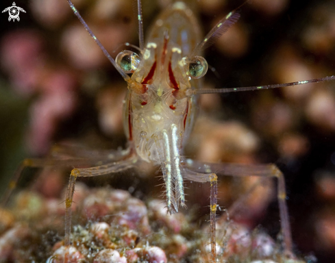 A Rockpool shrimp