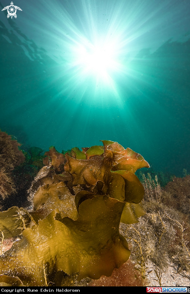 A Sugar kelp