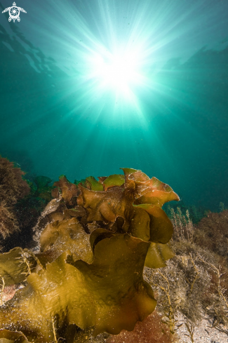 A Sugar kelp