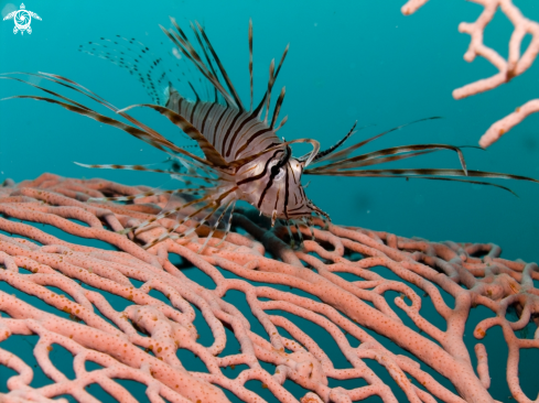 A Pterois Volitans | Lion Fish