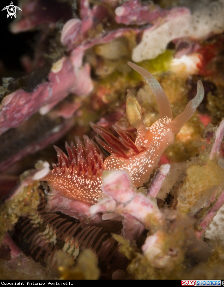 A Pink Telja nudibranch