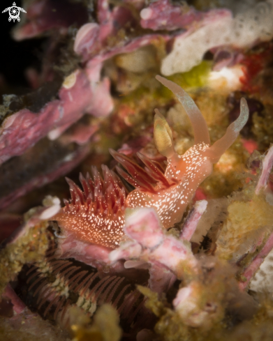 A Pink Telja nudibranch