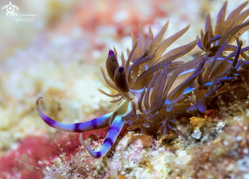 A Blue Dragon Nudibranch