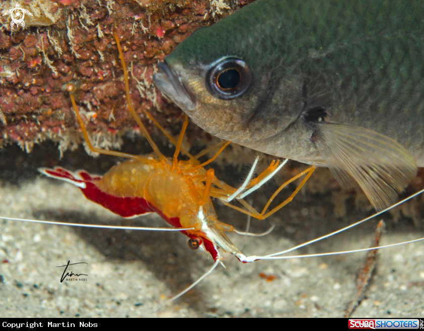 A Caribbean Cleaner Shrimp / Brown Chromis