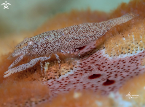 A Sea Star Shrimp