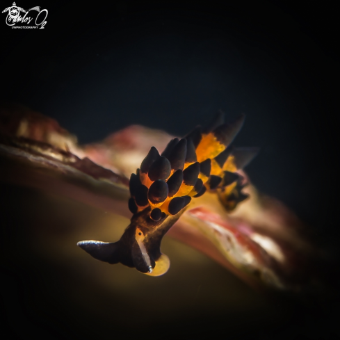 Nudibranch