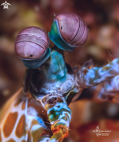 A Odontodactylus scyllarus (Linnaeus, 1758) | Mantis Shrimp