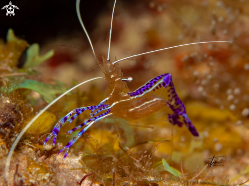 A Pederson's Cleaner Shrimp