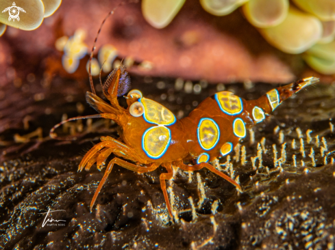 A Squat Anemone Shrimp