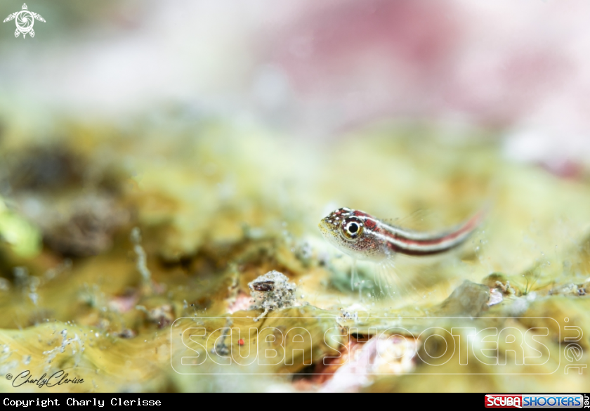 A Stripped Pigmy Goby