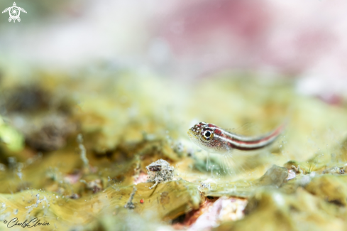 A Eviota sp. | Stripped Pigmy Goby