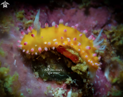 A Cadlinella Nudibranch (25 mm)