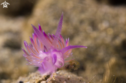 A Nudi