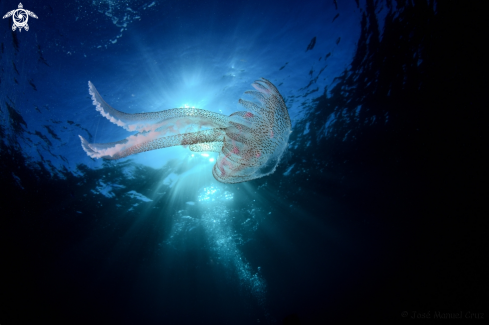 A Pelagia noctiluca | Jellyfish