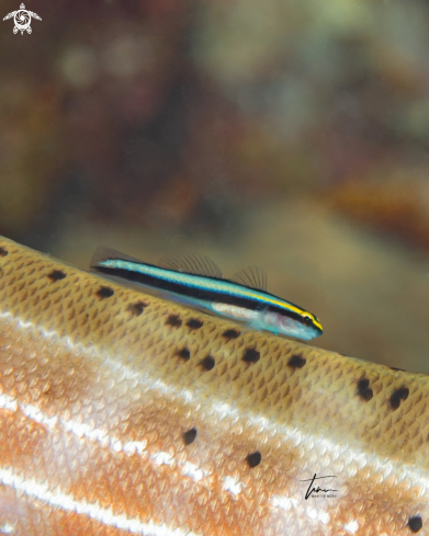 A Sharknose Goby