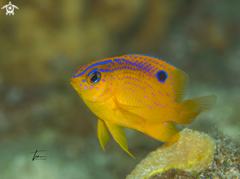 A Stegastes diencaeus | Longfin Damselfish