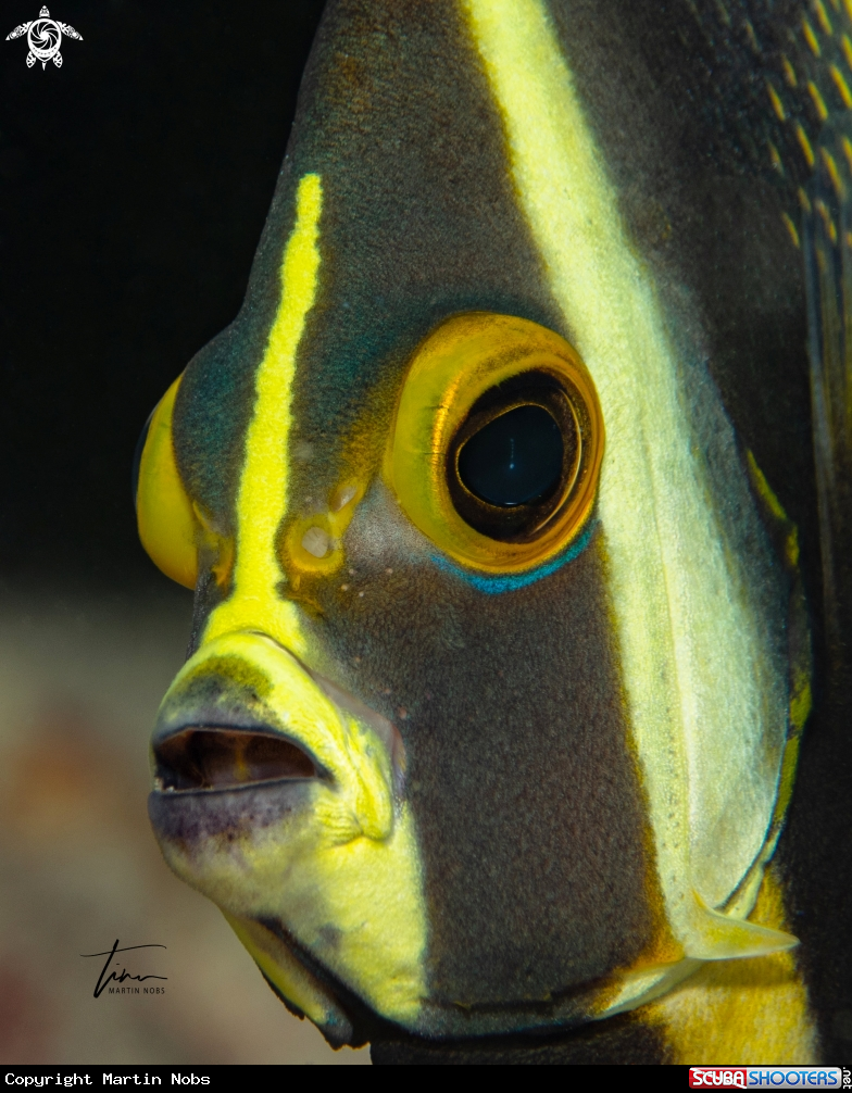 A French Angelfish