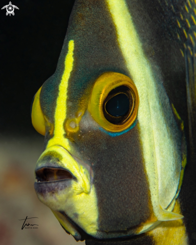 A French Angelfish