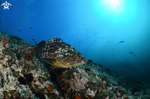 A Epinephelus marginatus | Mero