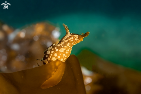 A Sea hare