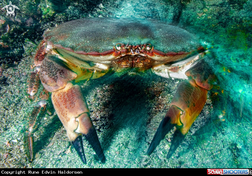 A Edible crab