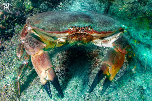 A Edible crab