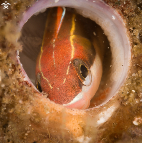 A Plagiotremus  | Tube blenny