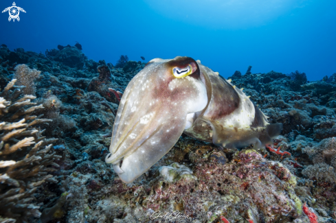 A Sepia latimanus | Broadclub Cuttlefish