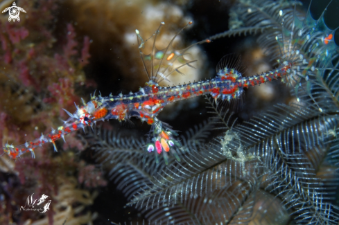 A Ghost pipefish 