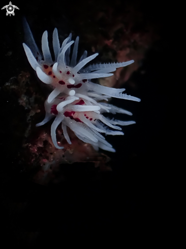 A Okenia brunneomaculata | Nudibranch