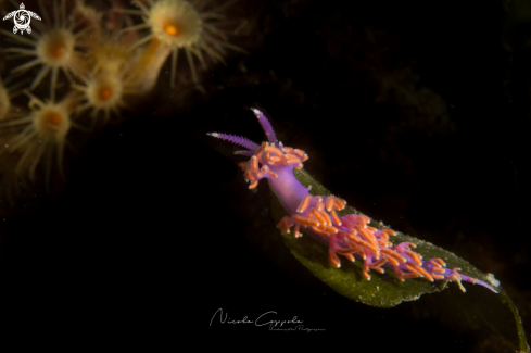 A nudi