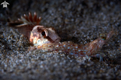 A Apistus carinatus | WASPFISH