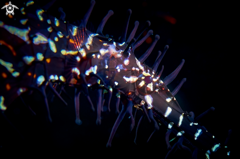 A PIPEFISH