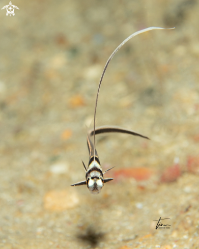 A Equetus punctatus | Spotted Drum