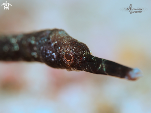 A Trachyrhamphus bicoarctatus (Bleeker, 1857)  | Double ended pipefish