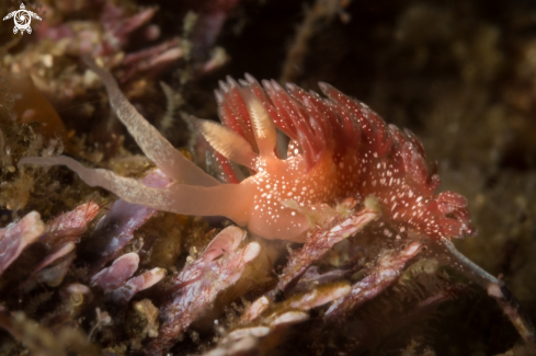 A Pink Telja nudibranch