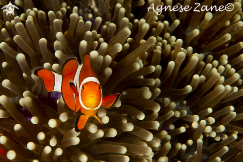 A Clownfish